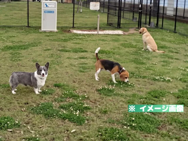 湯河原海辺公園ドッグラン