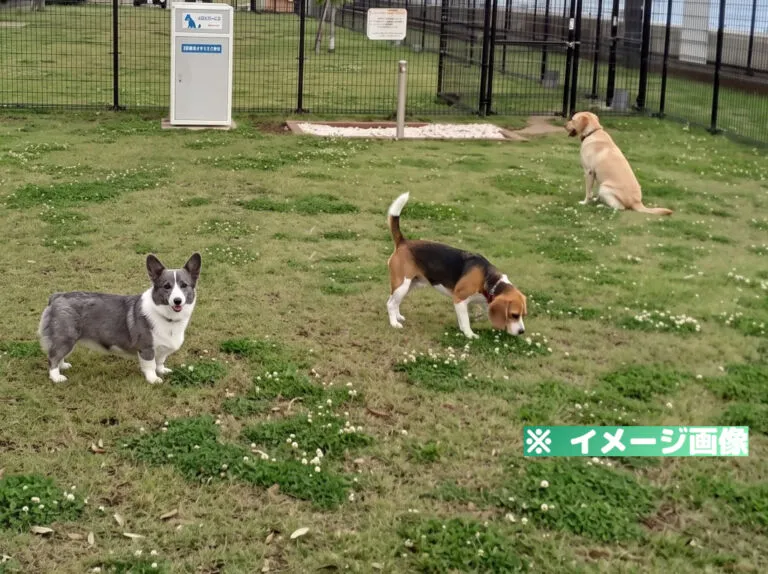 湯河原海辺公園ドッグラン